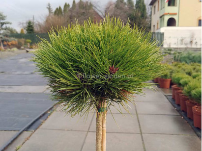 Sosna czarna Marie Brégeon na pniu 110cm
