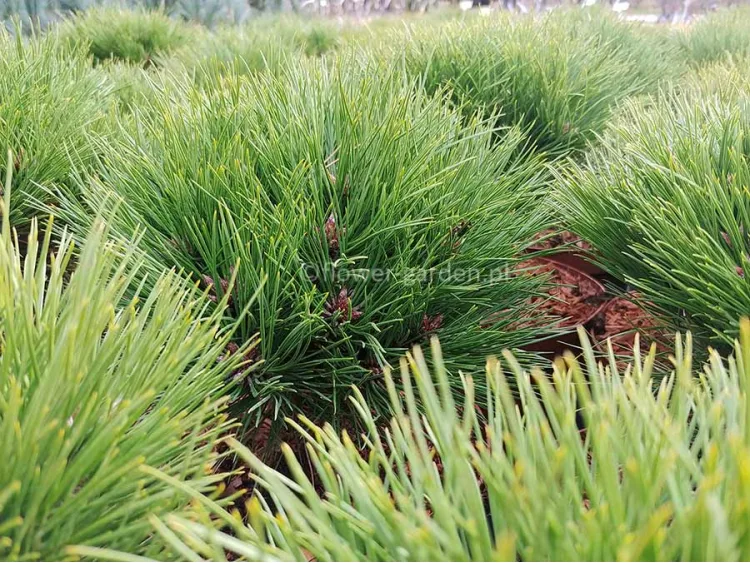 Pinus nigra Marie Brégeon