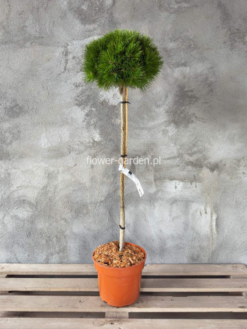 Sosna czarna Merci na pniu 90cm