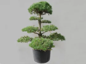 Scots pine Niwaki (nr 13)
