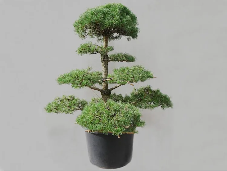 Scots pine Niwaki (nr 13)
