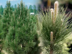 Sosna czarna Pyramidalis
