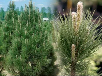 Sosna czarna Pyramidalis