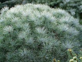 Sosna wejmutka Sea Urchin