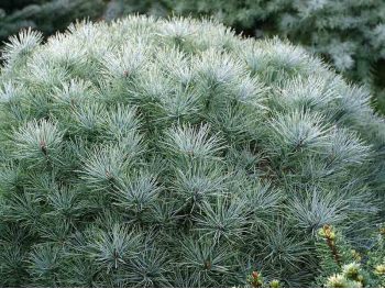 Sosna wejmutka Sea Urchin