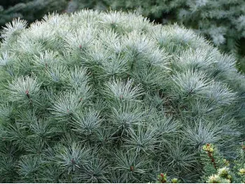 Pinus strobus Sea Urchin