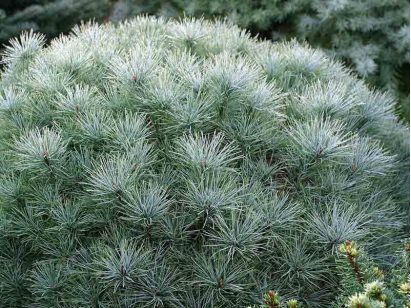 Sosna wejmutka Sea Urchin