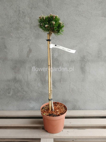 Sosna bośniacka Smidtii NA PNIU 70cm