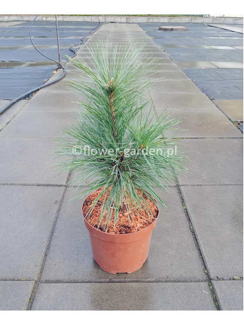 Sosna Schwerina Wiethorst