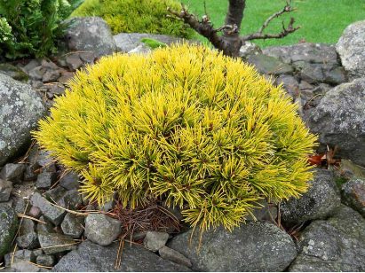 Sosna kosodrzewina Wintergold