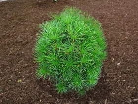 Sośnica japońska Grüne Kügel
