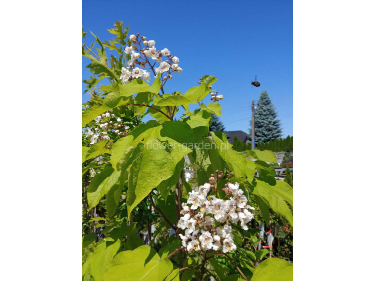 Katalpa Surmia Purpurea 150cm