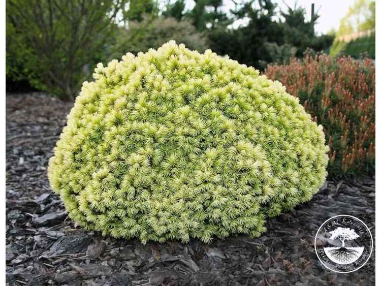 Świerk biały Dendrofarma Gold PBR