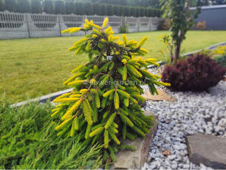 Świerk pospolity Gold Drift na pniu 110-130cm