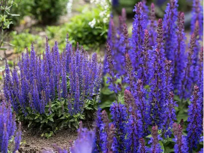 Szałwia omszona Blue Bouquetta