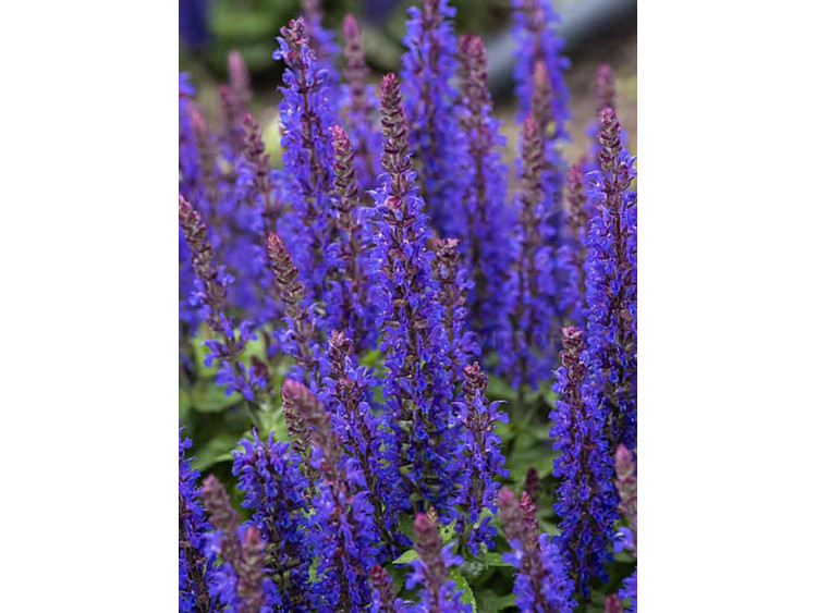 Szałwia omszona Blue Bouquetta