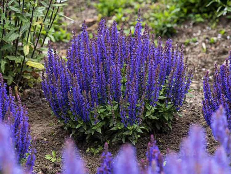 Szałwia omszona Blue Bouquetta