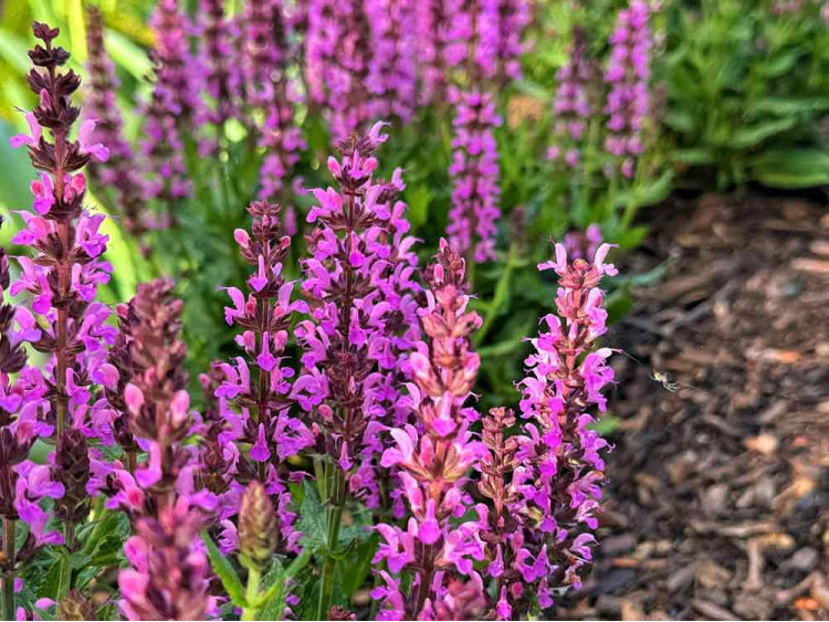 Szałwia omszona Pink Rianne