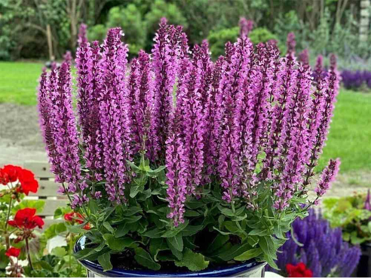 Szałwia omszona Pink Rianne