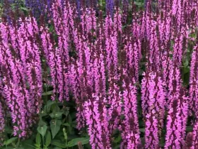 Szałwia omszona Pink Rianne