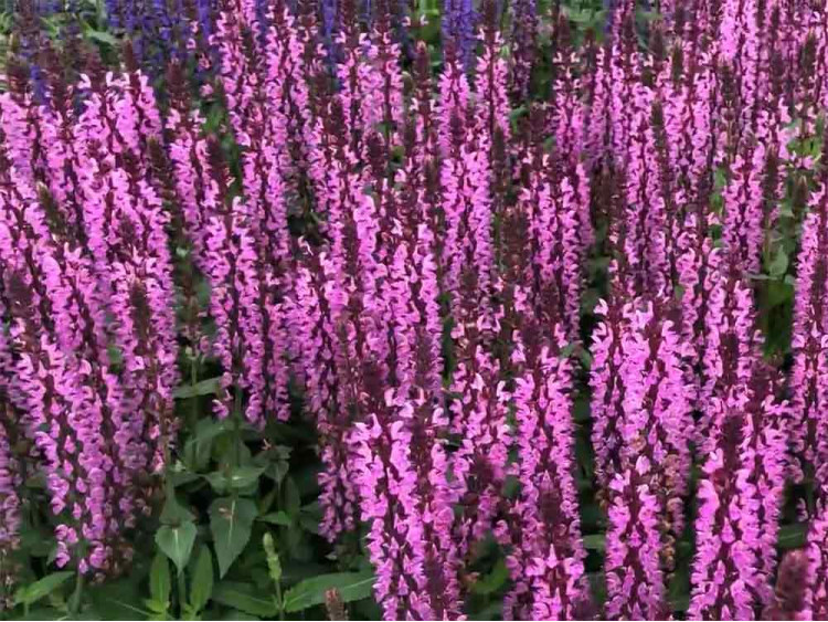 Szałwia omszona Pink Rianne