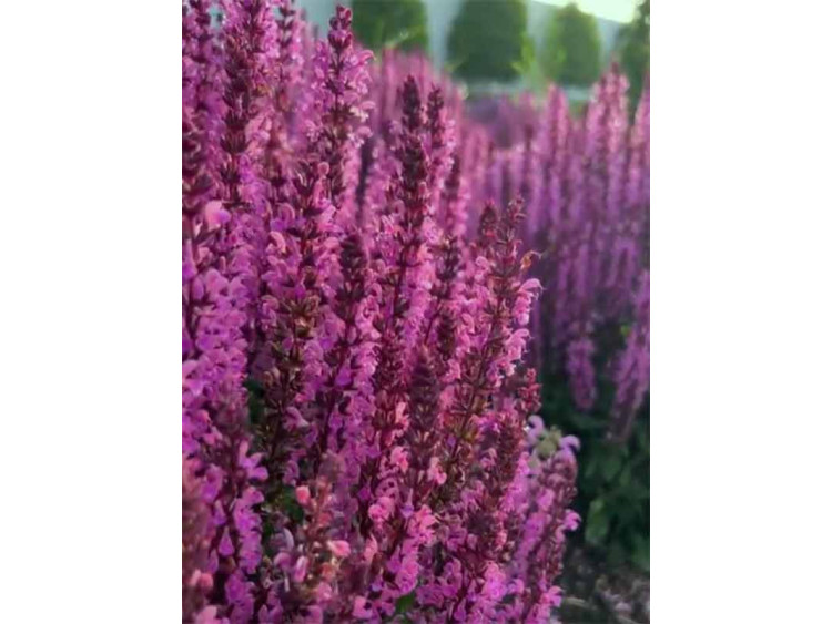 Szałwia omszona Pink Rianne