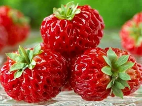 Truskawka malinowa Red Dream