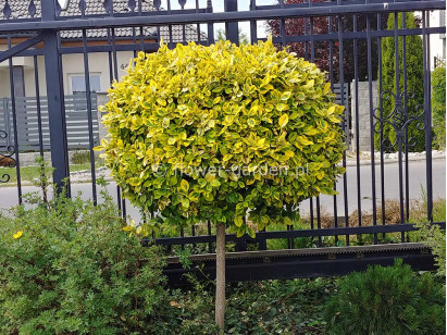 Trzmielina Emerald & Gold na pniu 90-110cm