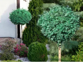 Trzmielina Emerald Gaiety na pniu