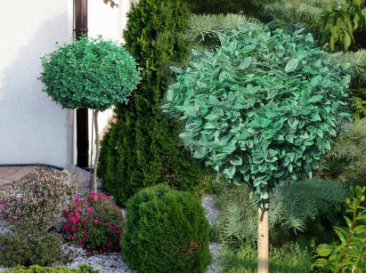Trzmielina Emerald Gaiety na pniu 90-110cm