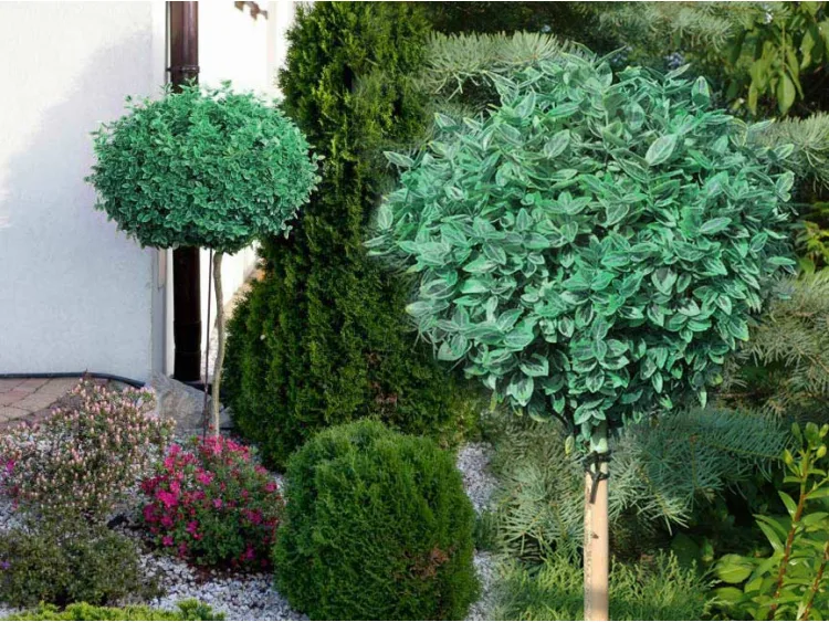 Trzmielina Emerald Gaiety na pniu
