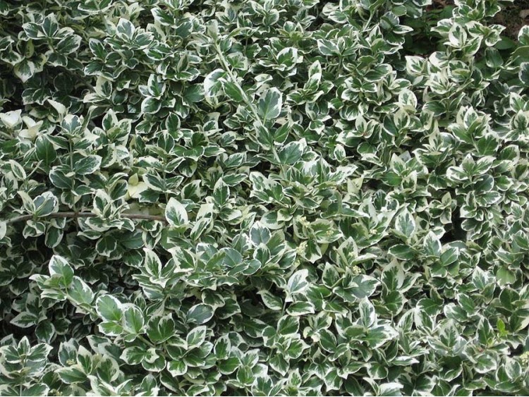 Trzmielina Emerald Gaiety NA PNIU 120cm