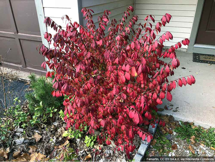 Trzmielina oskrzydlona Fireball