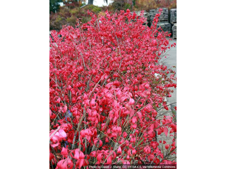 Trzmielina oskrzydlona Fireball