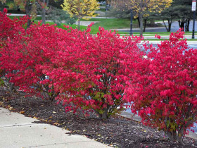 Trzmielina oskrzydlona Fireball