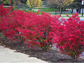 Trzmielina oskrzydlona Fireball