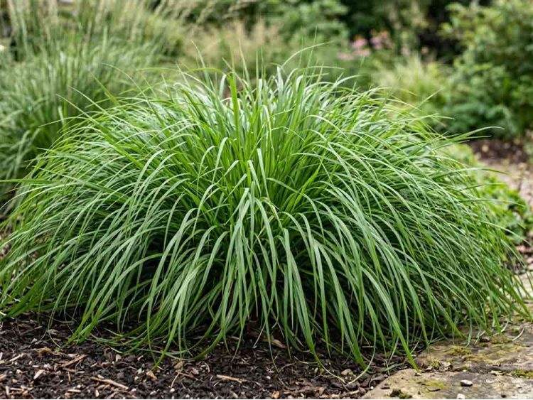 Turówka wonna Żubrówka