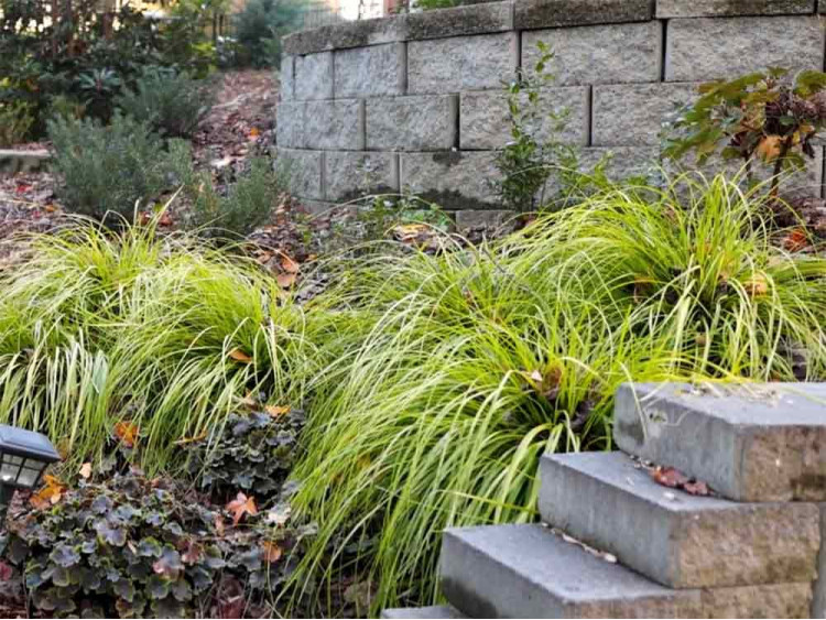 Turzyca oszimska EVERCOLOR Everillo
