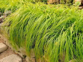 Turzyca oszimska EVERCOLOR Everillo