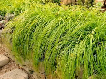 Turzyca oszimska EVERCOLOR Everillo