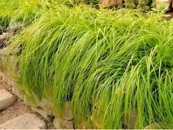 Turzyca oszimska EVERCOLOR Everillo