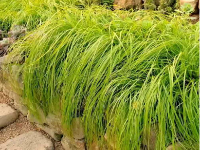 Turzyca oszimska EVERCOLOR Everillo