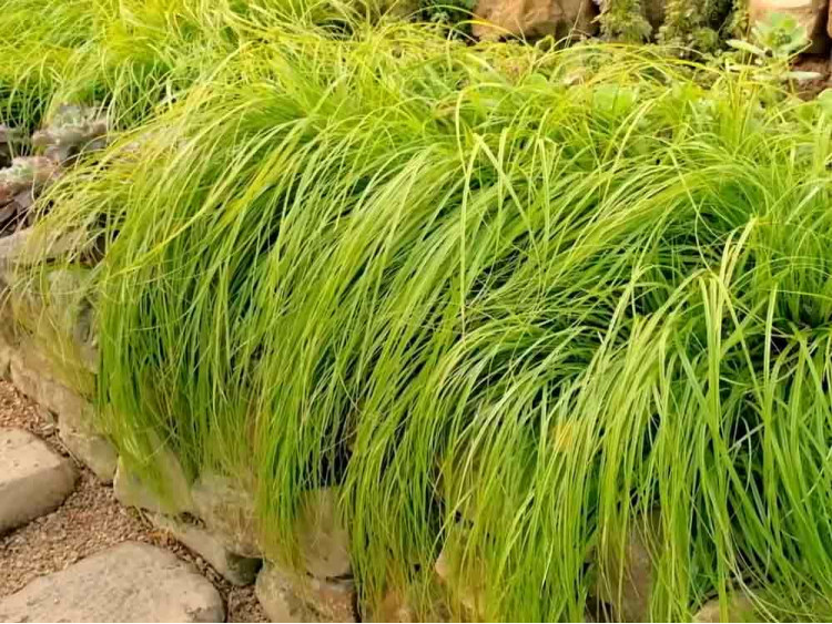 Turzyca oszimska EVERCOLOR Everillo