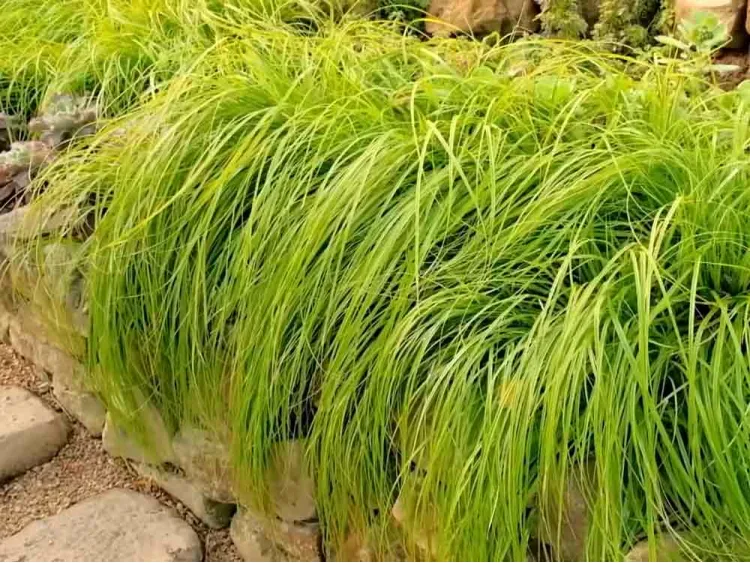 Turzyca oszimska EVERCOLOR Everillo