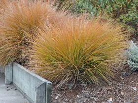 Turzyca ceglasta Prairie Fire