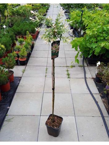 Wierzba całolistna Hakuro Nishiki na pniu 130-150cm