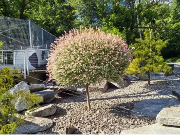 Wierzba całolistna Hakuro Nishiki na pniu 120cm