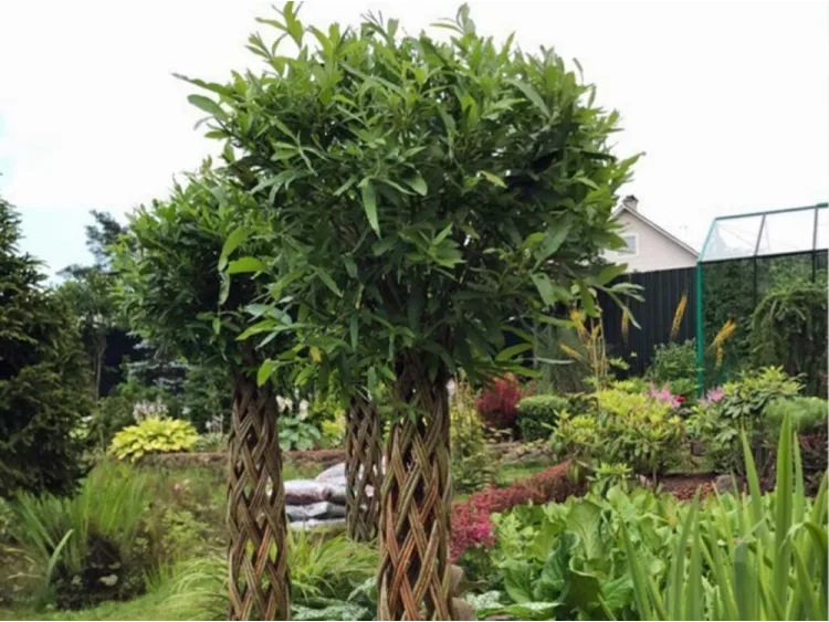 Wierzba pleciona 170 cm