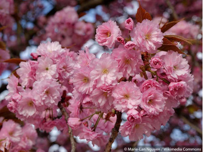 Wiśnia piłkowana Kanzan