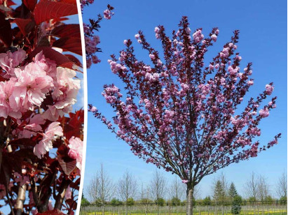 Wiśnia piłkowana Royal Burgundy na pniu 200 cm